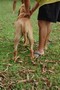 Matriz - Fila Brasileiro Dourado - Canil Singular - Fama Itanhandu
